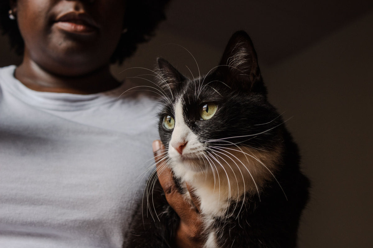 Pourquoi mon chat me lèche ?
