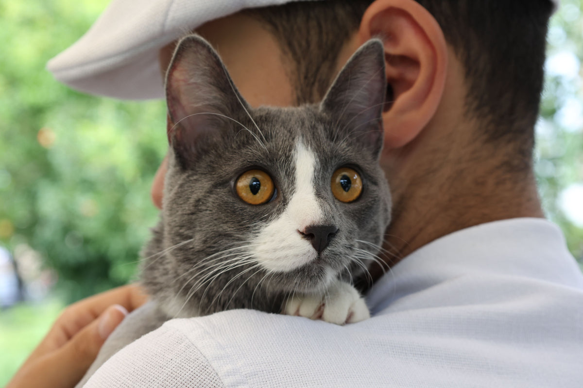 Comment bien nourrir son chat ?
