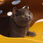 Tunnel pour Chat Pliable