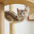 Chaton gris et blanc se reposant dans un hamac en acrylique transparent sur un arbre à chat Esprit Chat en bois