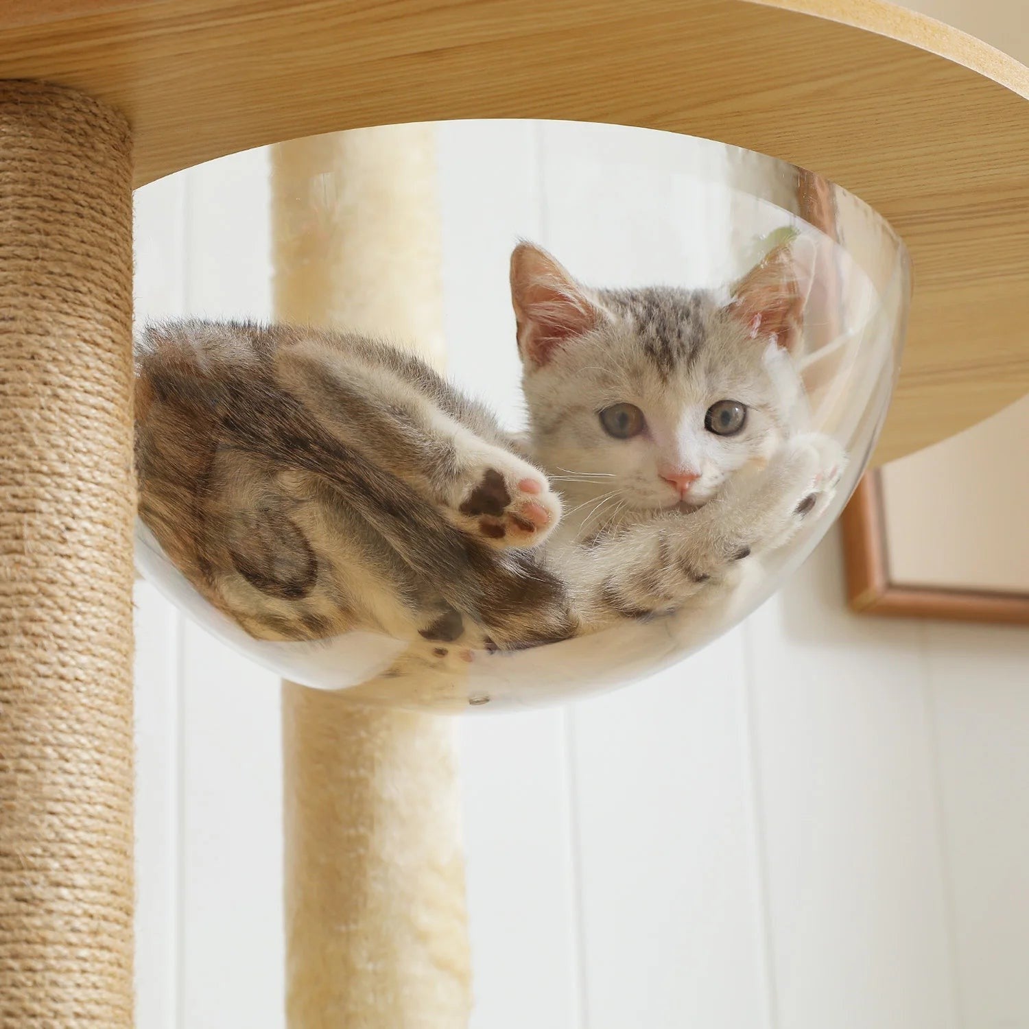 Chaton gris et blanc se reposant dans un hamac en acrylique transparent sur un arbre à chat Esprit Chat en bois