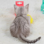 Chaton gris jouant avec une balle interactive sonore Esprit Chat sur un tapis blanc moelleux