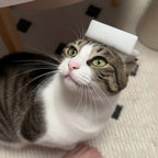 Chat tigré et blanc recevant un massage avec une brosse Esprit Chat en plastique blanc sur la tête