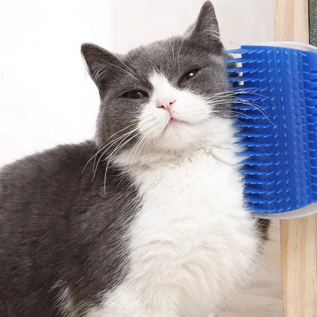 Chat gris et blanc se frottant contre une brosse murale Esprit Chat bleue en plastique pour le toilettage