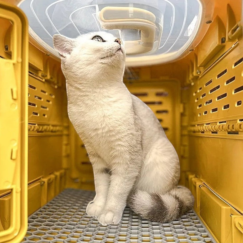 Chat blanc assis dans une caisse de transport Esprit Chat jaune en plastique pour voyage en voiture