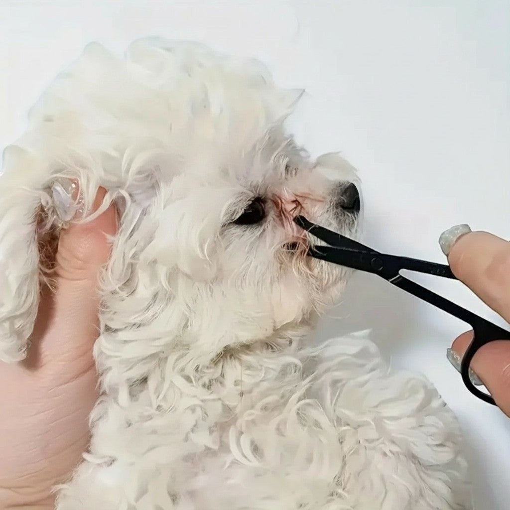 Esprit Chat : ciseaux de toilettage noirs pour couper les poils autour des yeux d'un petit chien blanc frisé