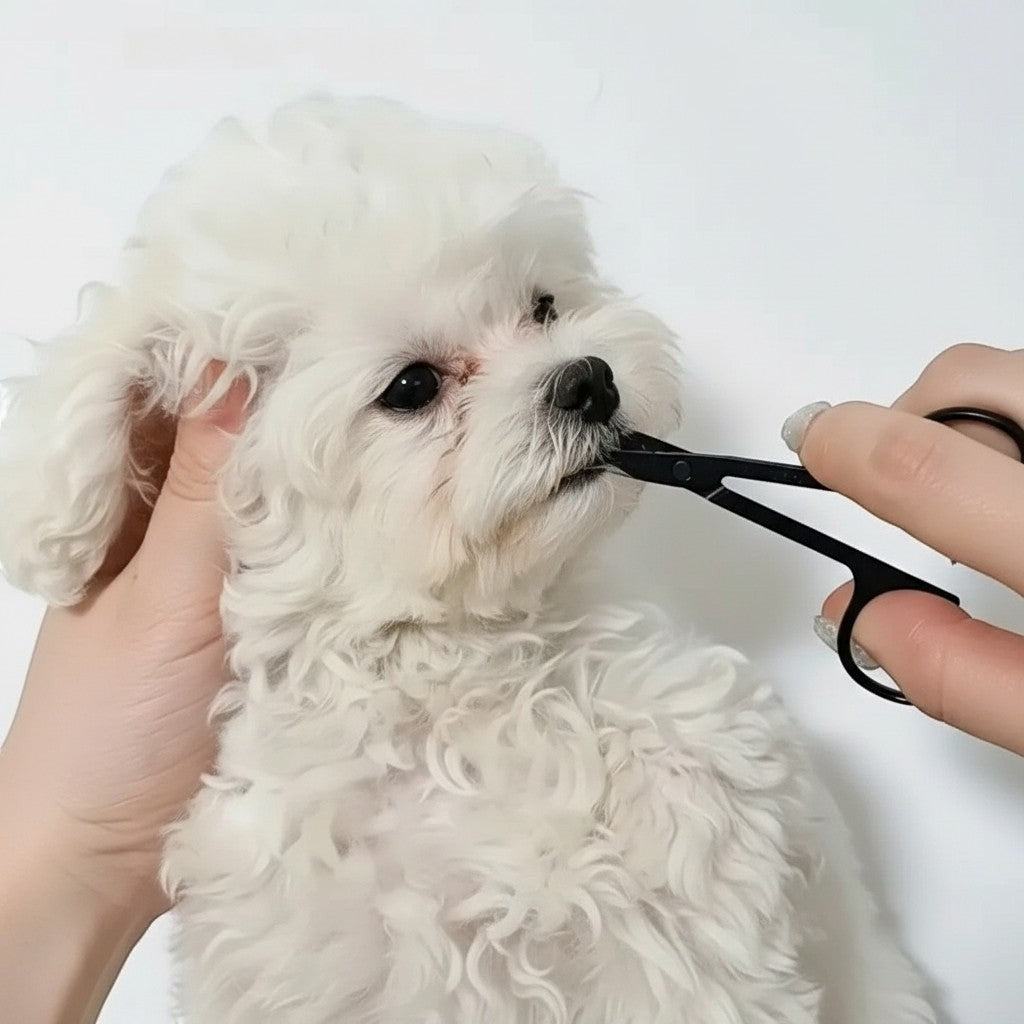 Esprit Chat : toilettage des poils autour du museau d'un petit chien blanc avec des ciseaux noirs