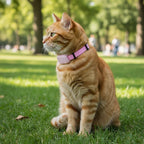 Collier rose pour chat Esprit Chat avec traceur GPS intégré, assis sur l'herbe.