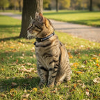 Collier réfléchissant gris pour chat tigré, avec une clochette, assis dans l'herbe en automne.