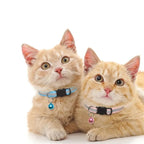 Deux chats roux portant des colliers réfléchissants Esprit Chat avec clochette et boucle de sécurité anti-étranglement