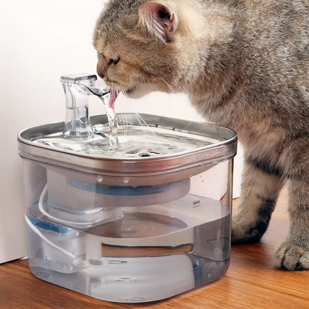 Fontaine à eau transparente automatique en acier inoxydable pour chats, 2L, avec filtre, par Esprit Chat