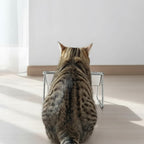 Chat tigré mangeant dans une gamelle double Esprit Chat en acier inoxydable surélevée pour un meilleur confort