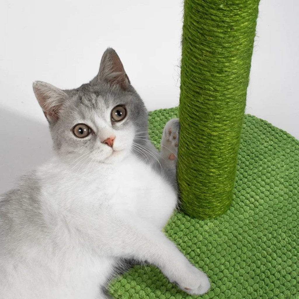 Chaton gris et blanc jouant avec un griffoir cactus Esprit Chat en corde verte sur socle texturé