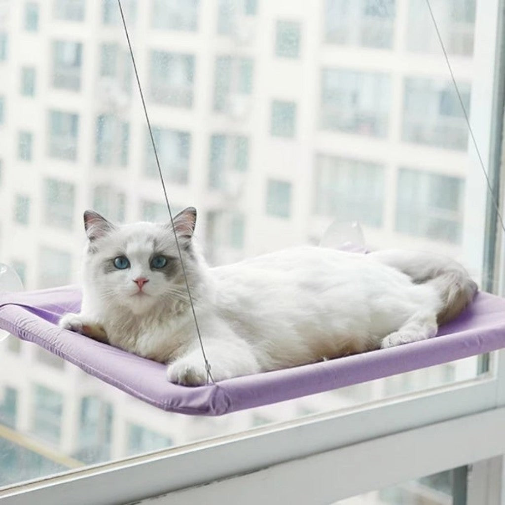 Chat Ragdoll blanc sur un hamac Esprit Chat violet fixé à une fenêtre avec des ventouses