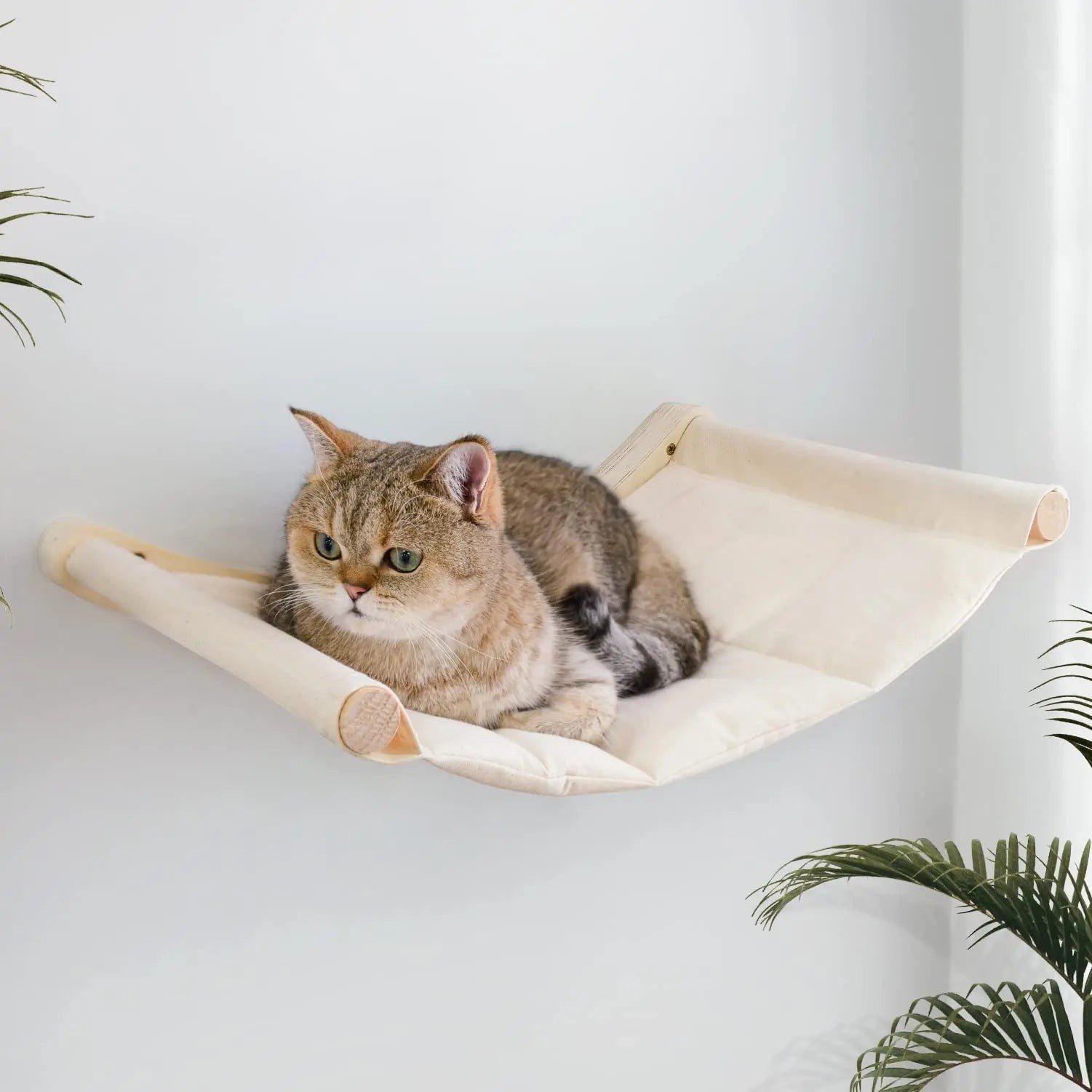 Chat British Shorthair couché sur un hamac mural en bois et tissu beige de la marque Esprit Chat