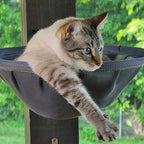 Chat siamois aux yeux bleus se reposant dans un hamac mural pliable Esprit Chat en maille respirante grise