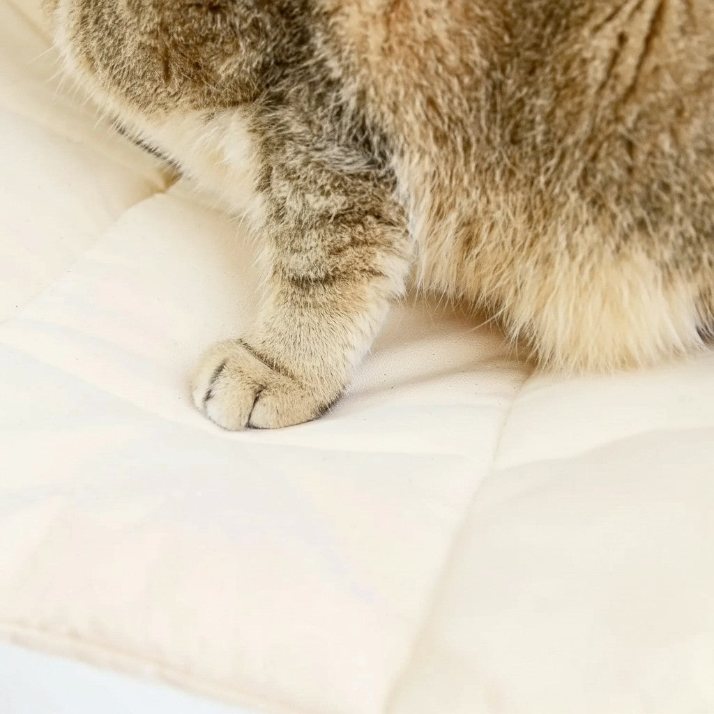 Patte de chat posée sur le coussin blanc doux d'un hamac mural Esprit Chat pour le repos et l'escalade