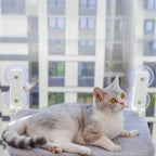 Chat gris et blanc allongé sur un hamac mural Esprit Chat respirant fixé à une fenêtre avec des ventouses