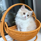 Chaton blanc et crème assis dans un hamac panier en osier tressé Esprit Chat