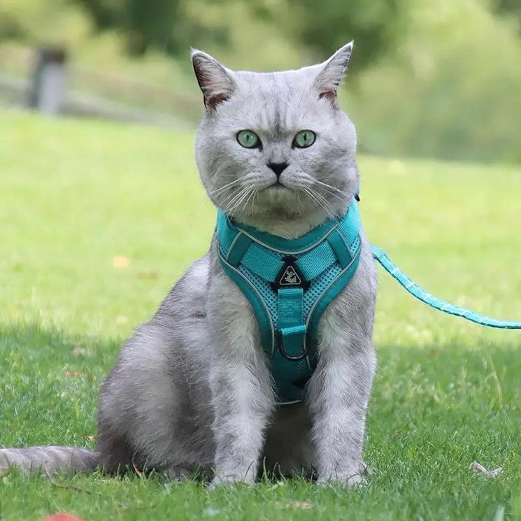 Harnais anti-fugue Esprit Chat bleu sarcelle, en polyester, avec boucle à libération rapide et détails réfléchissants.