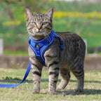 Harnais chat anti-fugue bleu vif en polyester avec laisse, par Esprit Chat
