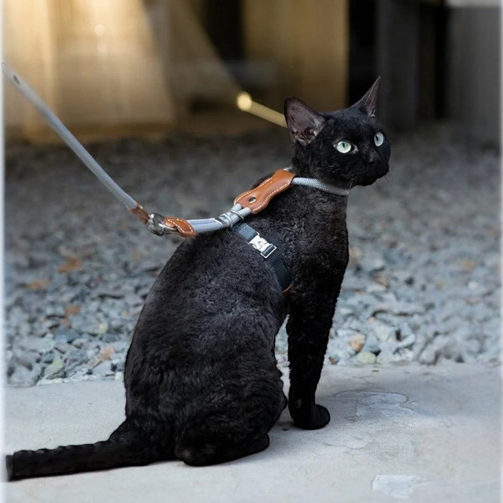 Chat noir portant un harnais en H Esprit Chat réglable avec laisse, en corde tressée et détails en cuir synthétique