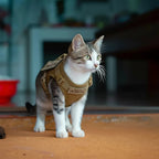Harnais pour chat Esprit Chat en nylon beige, avec rembourrage et système de libération rapide, réglable.