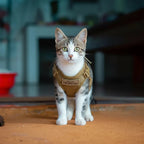 Harnais pour chat Esprit Chat en nylon beige, avec rembourrage et boucle à dégagement rapide, réglable.