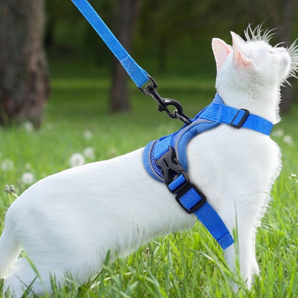 Chat blanc portant un harnais Esprit Chat bleu réfléchissant et respirant avec laisse en nylon dans un jardin