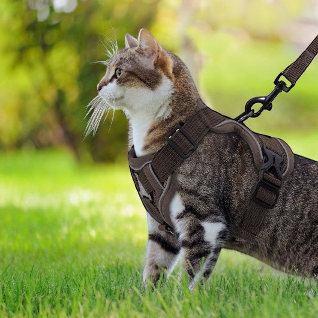 Chat tigré portant un harnais marron réfléchissant Esprit Chat avec laisse en extérieur sur une pelouse verte