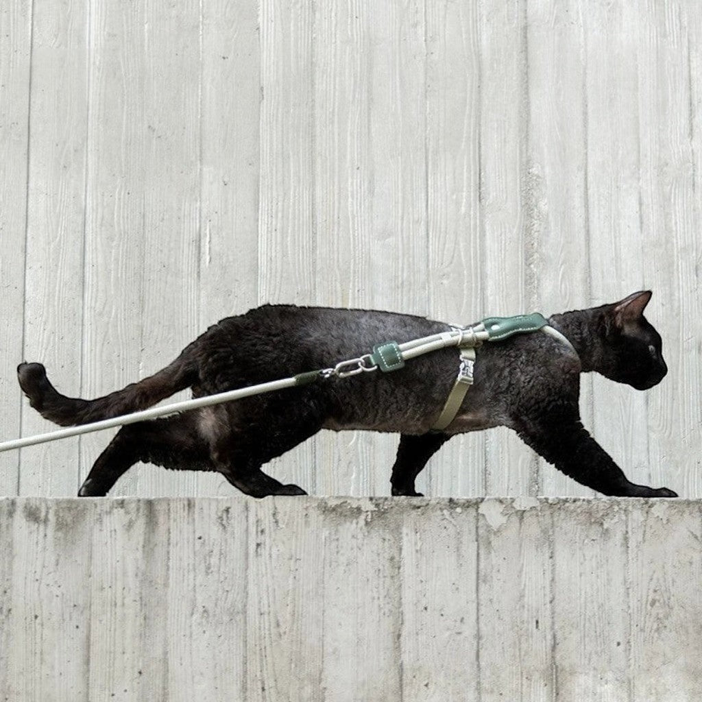 Harnais en H Esprit Chat olive avec laisse pour chat noir marchant sur un muret en béton