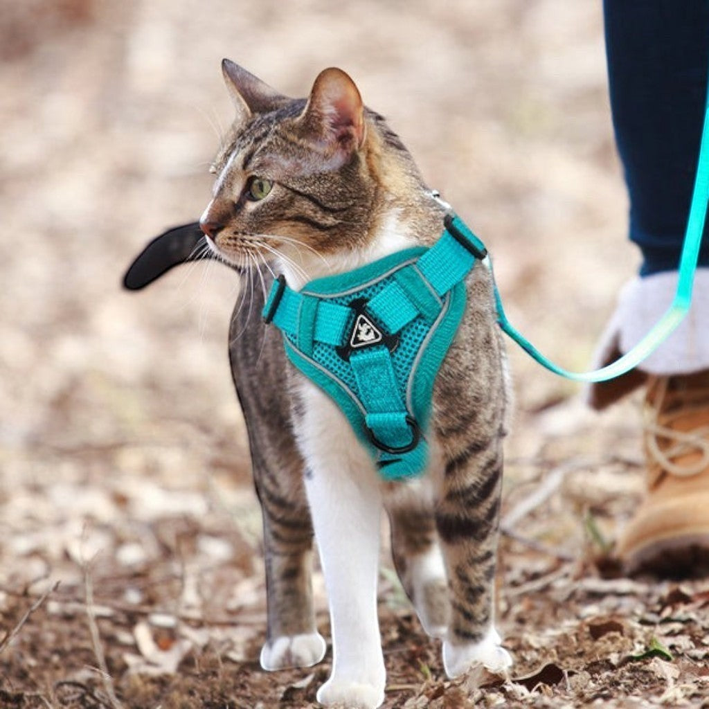 Chat tigré portant un harnais réfléchissant bleu turquoise Esprit Chat avec laisse lors d'une promenade en extérieur