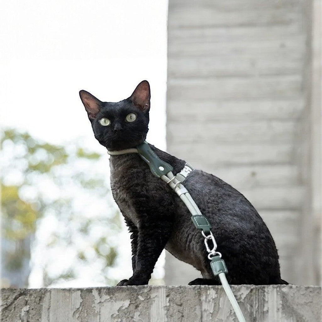Chat noir portant un harnais en H Esprit Chat vert olive avec laisse, design anti-évasion en corde tressée et cuir PVC.