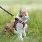 Harnais Esprit Chat rose en maille respirante avec laisse pour chaton, design rembourré et réfléchissant