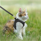Harnais laisse Esprit Chat noir en maille respirante pour chaton tricolore en promenade dans l'herbe