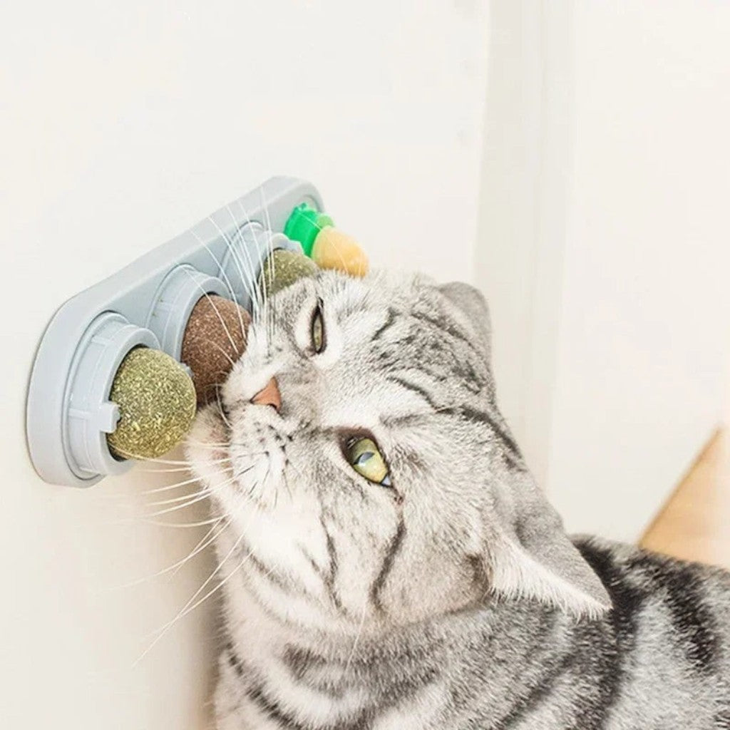 Chat gris léchant un jouet mural Esprit Chat rotatif à l'herbe à chat pour le nettoyage des dents et la digestion