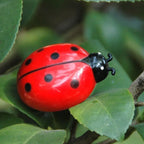 Jouet Esprit Chat en forme de coccinelle rouge et noire, en plastique, avec mouvement aléatoire.