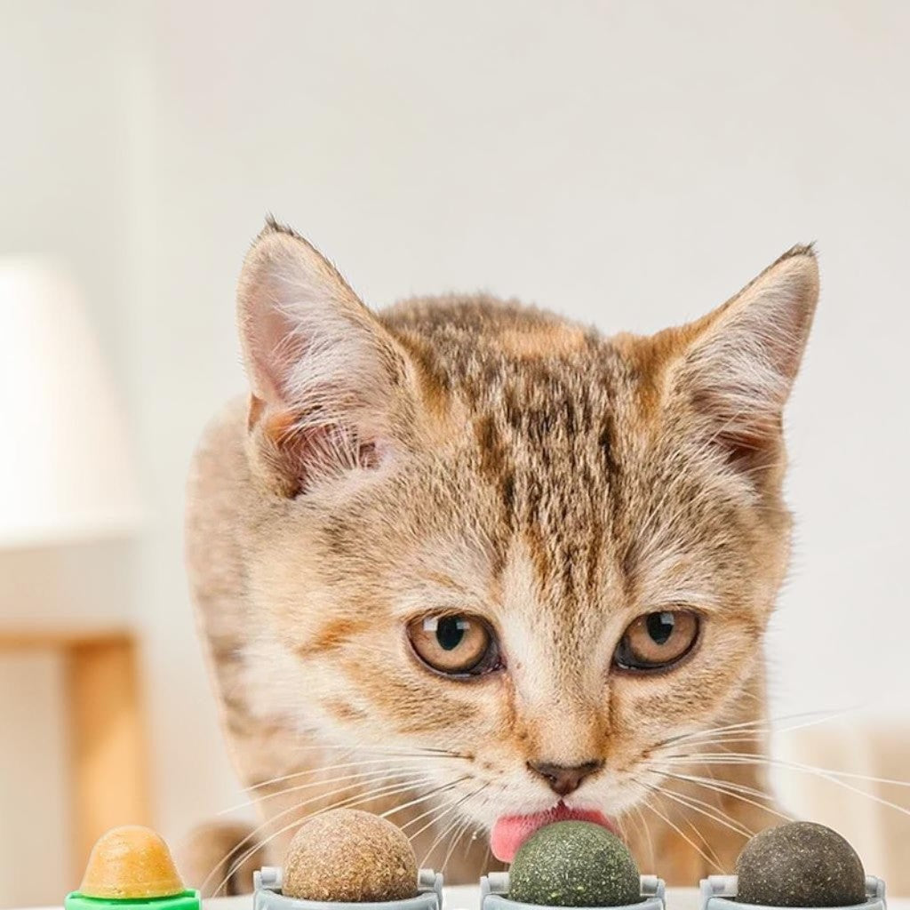 Chaton mignon léchant une boule d'herbe à chat Esprit Chat pour le soin des dents et le jeu interactif