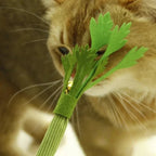 Jouet à mâcher en feutrine verte en forme de céleri pour chat, proposé par Esprit Chat, avec un grelot intégré.