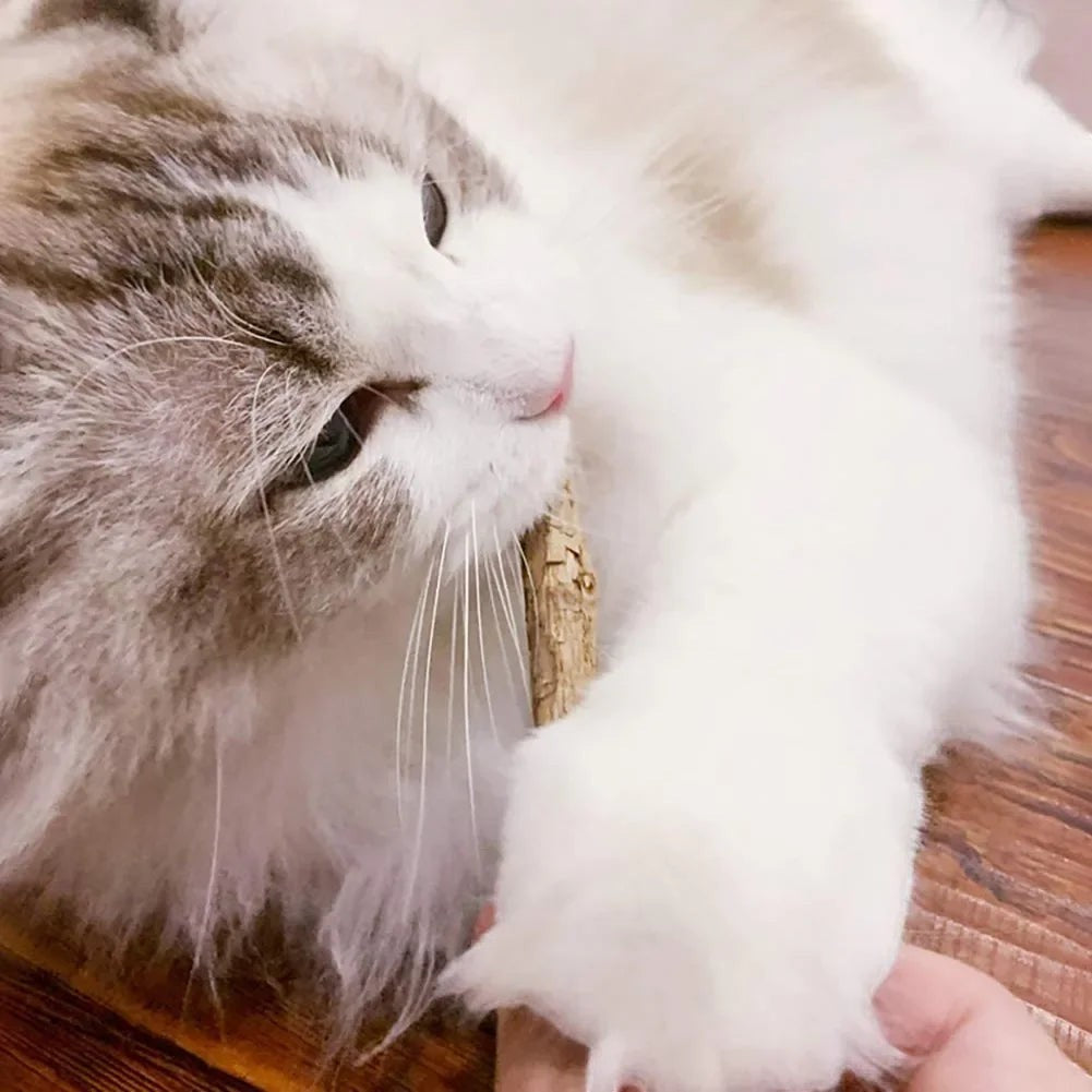 Chat blanc et gris mâchant un bâton de matatabi naturel en bois, jouet pour les dents et la santé du chat par Esprit Chat.