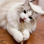 Chat blanc et gris mâchant un bâton de matatabi en bois naturel, jouet pour les dents.
