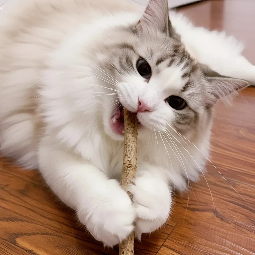 Chat blanc et gris mâchant un bâton de matatabi en bois naturel, jouet pour les dents.