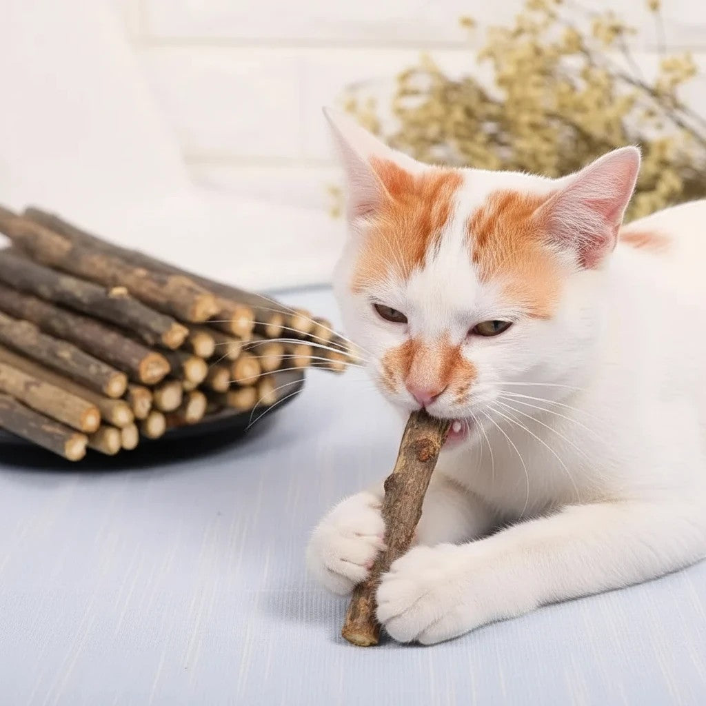 Chat blanc et roux mâchant une branche de matatabi naturelle, jouet à mâcher pour les dents, Esprit Chat