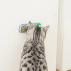 Chat gris tacheté léchant un jouet mural Esprit Chat rotatif avec boules d'herbe à chat pour l'hygiène dentaire.