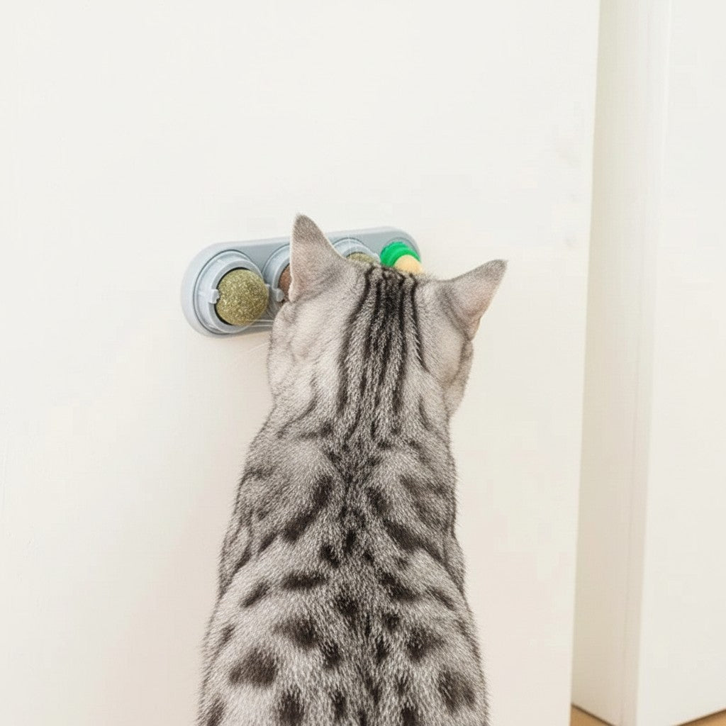 Chat gris tacheté léchant un jouet mural Esprit Chat rotatif avec boules d'herbe à chat pour l'hygiène dentaire.