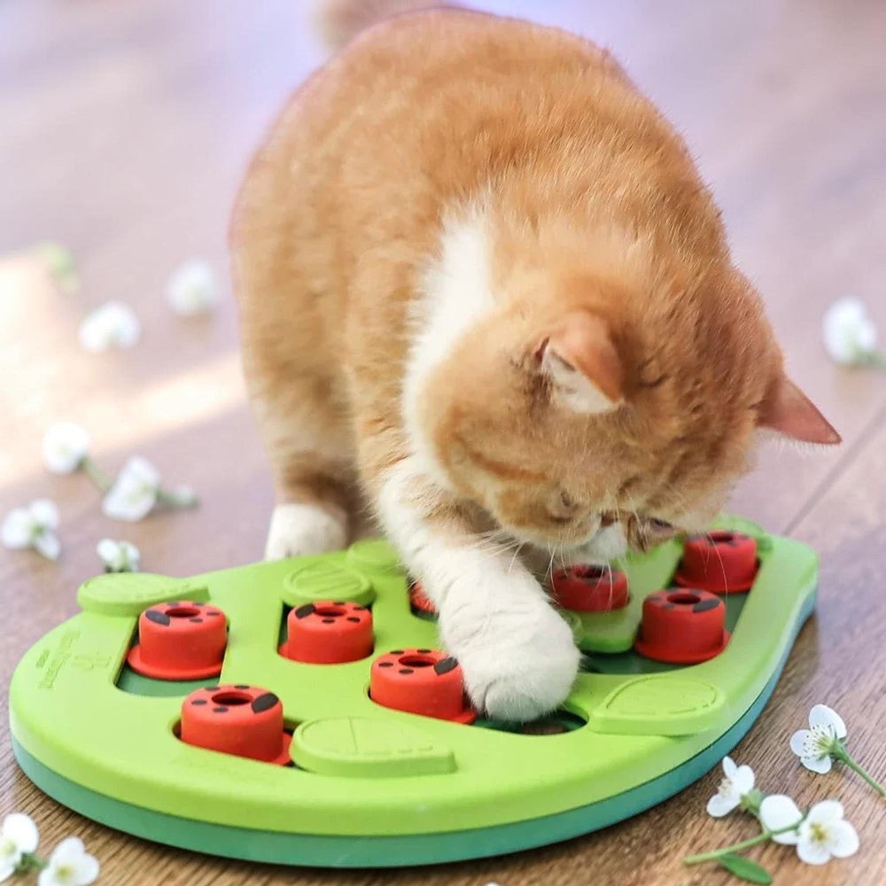 Chat roux jouant avec un puzzle interactif Esprit Chat en plastique vert et rouge pour stimuler ses instincts
