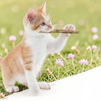 Esprit Chat jouets à mâcher en bois naturel pour chats, bâtons de matatabi pour l'hygiène dentaire et le jeu.