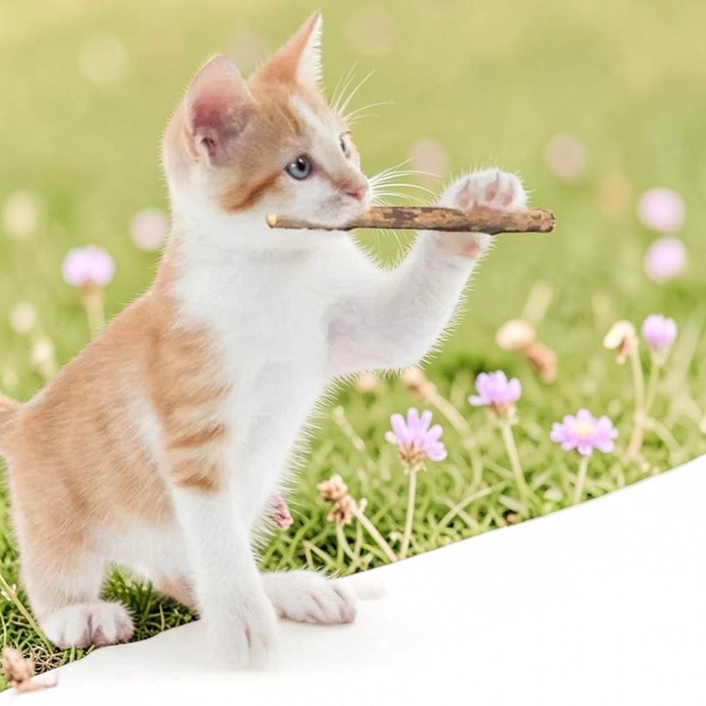 Esprit Chat jouets à mâcher en bois naturel pour chats, bâtons de matatabi pour l'hygiène dentaire et le jeu.