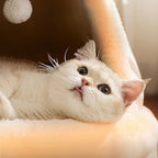 Chaton mignon allongé dans une petite maison Esprit Chat en peluche douce de couleur crème avec un pompon