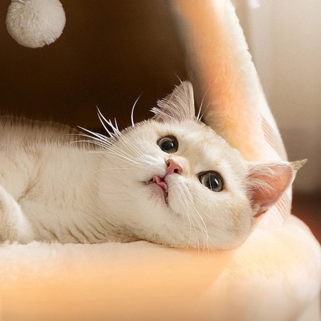 Chaton mignon allongé dans une petite maison Esprit Chat en peluche douce de couleur crème avec un pompon